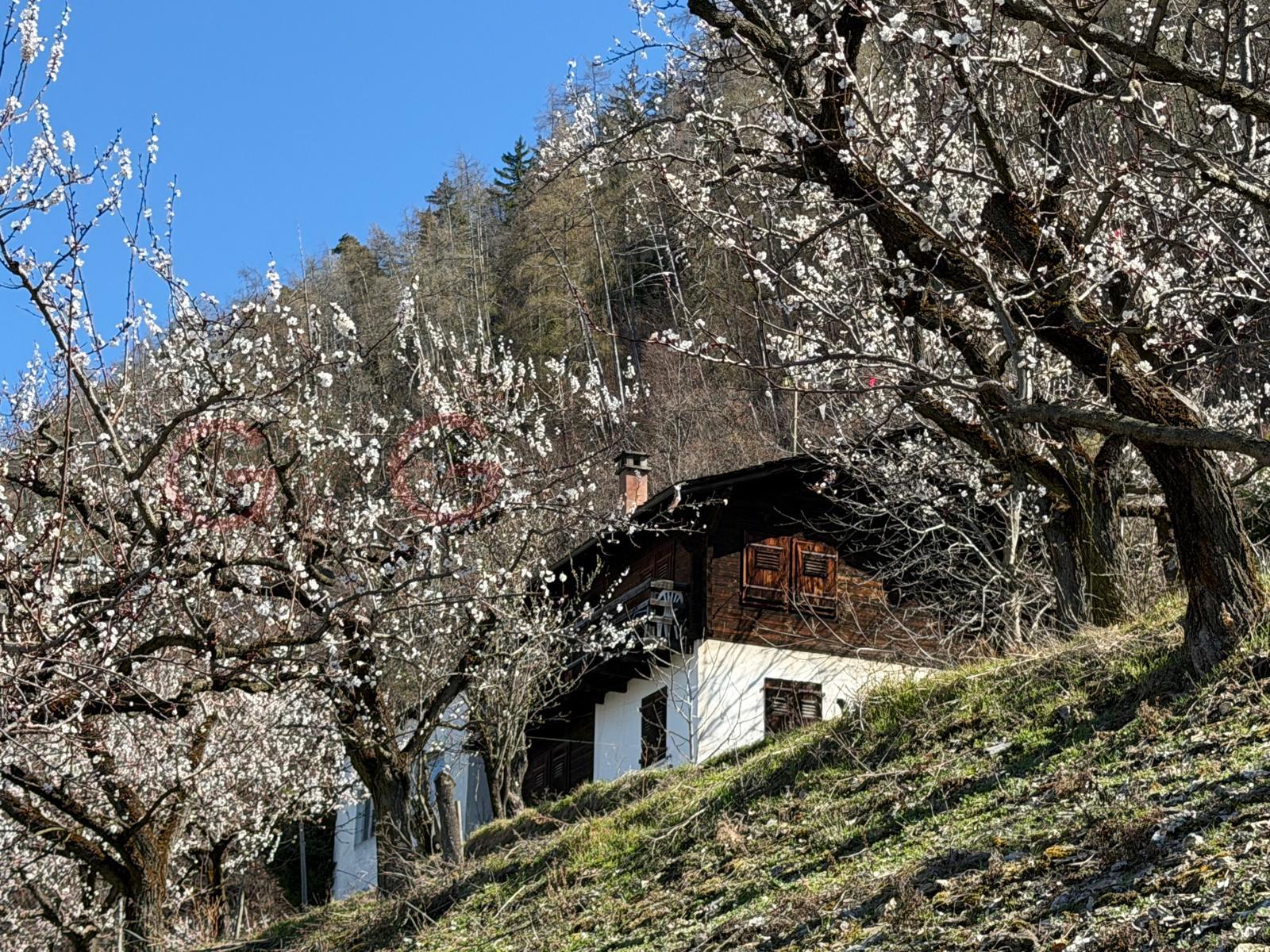 Chalet à renover à vendre à Saxon